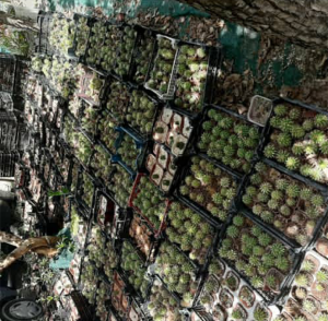 قیمت خرید عمده کاکتوس در تهران